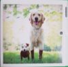 Picture of Card Blank -Muddy dog cards