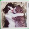 Picture of Card Blank -Cats hugging